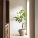Sandelholzbaum 180 cm inkl. Terreno-Topf | Sand