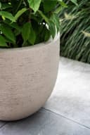 Sandelholzbaum 180 cm inkl. Terreno-Topf | Sand